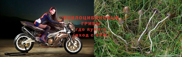 ПСИЛОЦИБИНОВЫЕ ГРИБЫ Алексин
